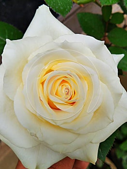 Rosewhite