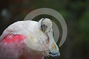 Rosey spoonbill