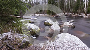 The Roshchinka River in the Lindulovskaya Ship Larch Grove in winter. Natural park, forest and reserve in the Leningrad region