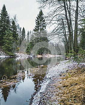 Roshchinka River in the Lindulovskaya Ship Larch Grove in winter. Natural park, forest and reserve in the Leningrad region of Russ