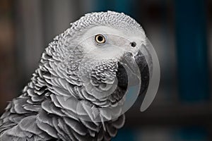 Rosie the african grey photo