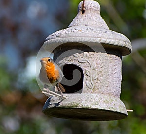 Rosie robin on a stone  bird  feeder