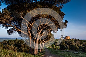 Rosignano Marittimo, Tuscany, Livorno - the pinewood and the tuscan farm seen from the Poggetti trail photo