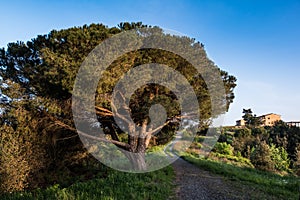 Rosignano Marittimo, Tuscany, Livorno - the pinewood and the tuscan farm seen from the Poggetti trail photo