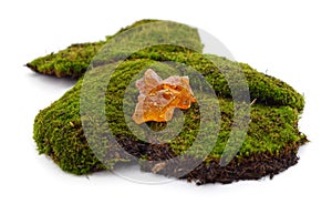 Rosin stone on green moss