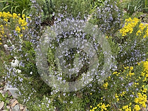 Rosmarin, Rosemary officinalis photo