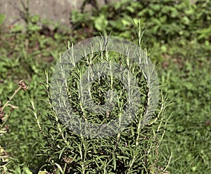 Rosmarinus officinalis