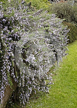 Rosmarinus officinalis McConnell`s Blue Rosemary