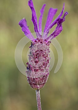 Rosmarinus officinalis, rosemary, flower, botanic