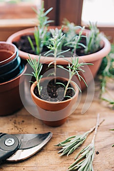 Rosmarinus plant cuttings photo
