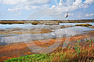 Rosolina, Rovigo, Veneto, Italy: lagoon in the nature reserve Po