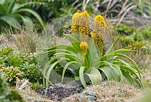 Ross Lily, Bulbinella rossii