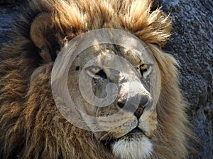 Ross Park zoo male lion head showing mane
