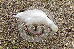 Ross`s Goose, Chen rossii, relaxing in a field