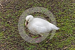 Ross`s Goose, Chen rossii, resting in a field