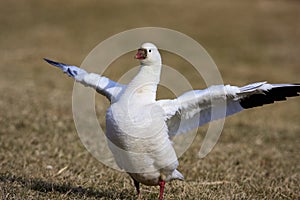 Ross`s Goose Flaps Wings  812109