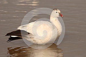 Ross's Goose On Lake