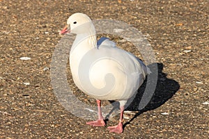 Ross`s Goose at Pensworth Natural Park