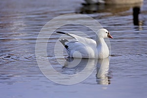 Ross`s Goose Swims  812076