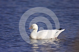 Ross`s Goose Swims  812105