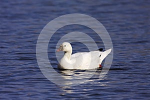 Ross`s Goose Swims  812108