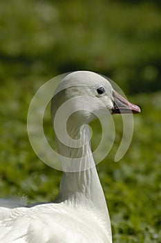 Ross`s Snow Goose