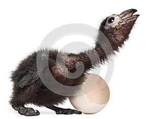 Ross`s Turaco, Musophaga rossae, with his hatched egg, 1 week old