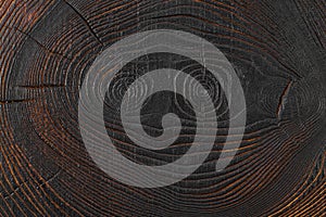 ÃÂ¡ross section log texture. Ash-tree