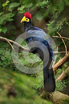 Ross Turaco - Musophaga rossae  or Lady Ross s turaco is a mainly bluish-purple African bird of the turaco family, Musophagidae,