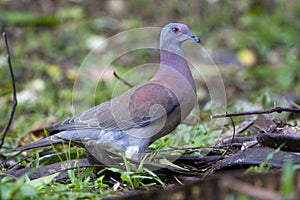 Rosse Duif, Pale-vented Pigeon, Patagioenas cayennensis tobagens