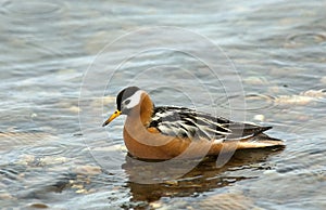 Rosse Franjepoot; Grey Phalarope; Phalaropus fulicarius photo