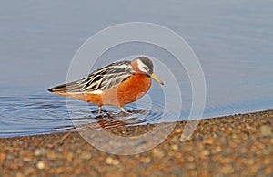 Rosse Franjepoot, Red Phalarope, Phalaropus fulicarius