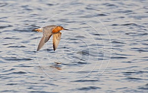 Rosse Grutto, Bar-tailed Godwit, Limosa lapponica