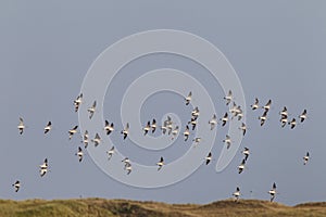 Rosse Grutto, Bar-tailed Godwit, Limosa lapponica