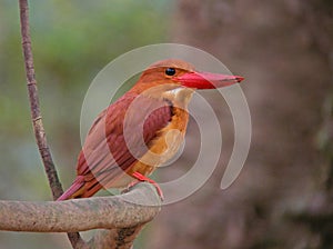 Rosse IJsvogel, Ruddy Kingfisher, Halcyon coromanda