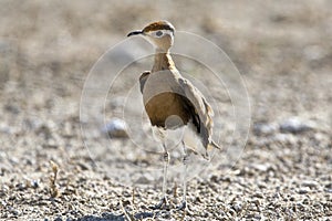 Rosse Renvogel, Burchell's Courser, Cursorius rufus photo