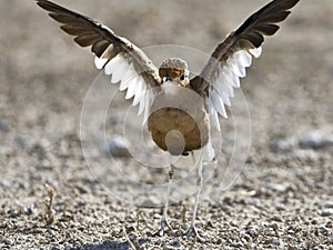 Rosse Renvogel, Burchell's Courser, Cursorius rufus photo