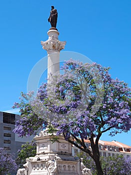 Rossio square in Lisbon in Portugal with purple blooming Jacaranda mimosifolia trees