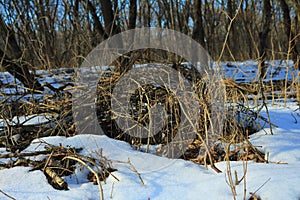 Rossiyskaya.Russkiy forest in winter. Winter forest on the edge, at the edge of the forest, snow in winter