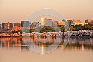 Rosslyn skyline at sunrise during cherry blossom