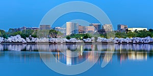 Rosslyn, VA with cherry blossom reflecting in Tidal Basin