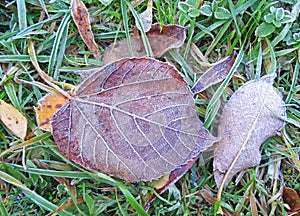Rost colorful leaves in the cold morning