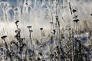 Rost crystals background