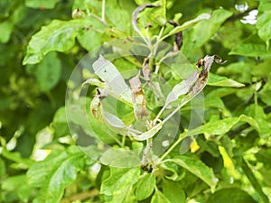 Rosy Apple Aphid, Dysaphis Plantaginea, plant disease, Detail of affected leaf