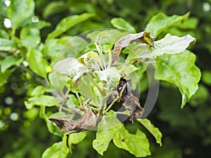 Rosy Apple Aphid, Dysaphis Plantaginea, plant disease, Detail of affected leaf