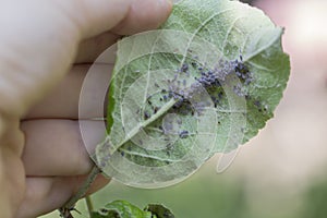 Aphids on the inside of the leaf.Agricultural pest