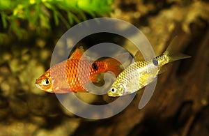 Rosy Barb Male Pethia conchonius freshwater tropical aquarium fish