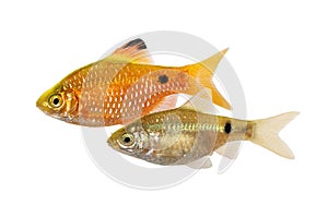 Rosy Barb Pair Pethia conchonius Male Female freshwater tropical aquarium fish