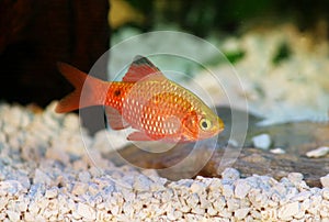 Rosy Barb Pethia conchonius freshwater tropical aquarium fish