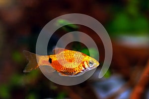Rosy Barb (Red Barb) freshwater fish in aquarium - Puntius conchonius